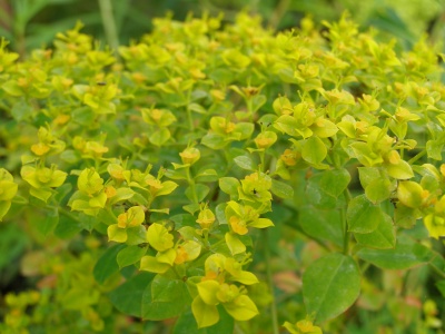 Euphorbia 'Lesliei'